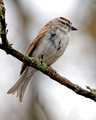 Chipping Sparrow 0003_DxO