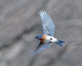 Bluebird Fly 0146_DxO