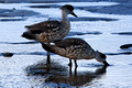 Crested Ducks_6768