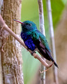 Blue-chested Hummingbird_2041_DxO