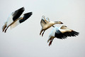 Snow Geese Landing_1694