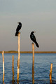 Boat Tailed Grackles _5936_1