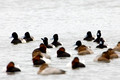 Greater Scaup and Canvasback