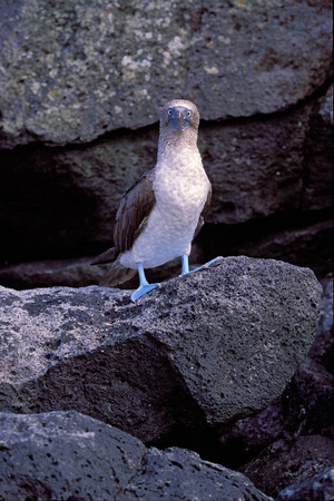 Blue Footed Booby 1