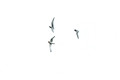 Antarctic Terns Three_7619