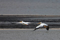 White Pelicans Fly 1