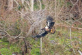 Eagle Imm Fly_2056