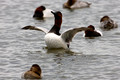 Canvasback Male Flap