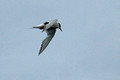 Antarctic Tern_7430