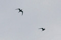 Antarctic Terns Two_7620