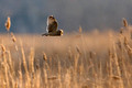 Short Eared Owl 6 - M Lombardi Low Res
