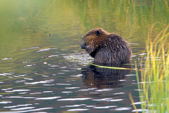 Beaver Baby 1