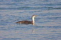 Red Throated Loon 1