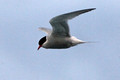 Antarctic Tern_7451
