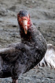 Giant Petrel Bloody_2512
