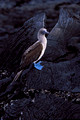 Blue Footed Booby 4
