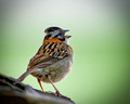 Rufous Collared Sparrow_6598
