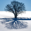Biei Tree Shadow_7424