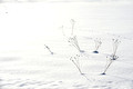 Biei Snow Grasses_7373