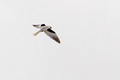 White Tailed Kite_7385