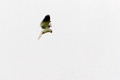 White Tailed Kite_7394