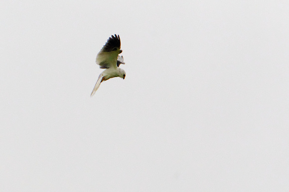 White Tailed Kite_7394