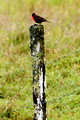 Red Breasted Blackbird_7501