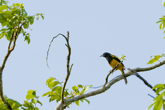 Black Cowled Oriole_4259