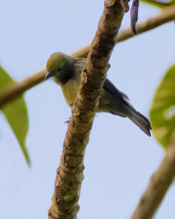 Palm Tanager_4278