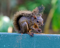 Red Tailed Squirrel_4305
