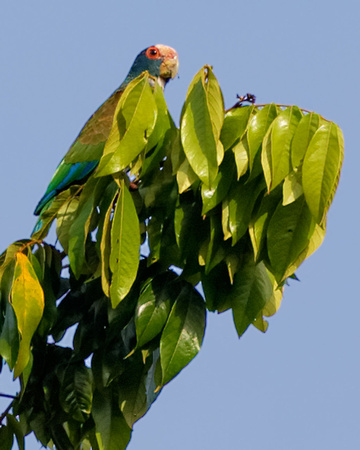 White Crowned Parrot_4347