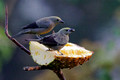 Palm Tanager_3314