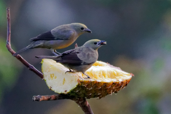 Palm Tanager_3314