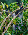 Black Cheeked Woodpecker_3375