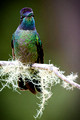 Talamanca Hummingbird_9692