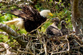 Eagle and Chicks_2437