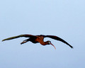 Glossy Ibis Fly_1880