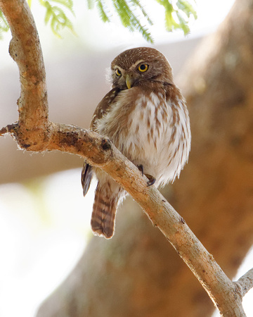 Ferruginous Pygmy Owl_1399