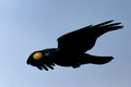 Crow Egg_1697