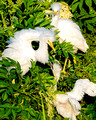 Snowy-Great Egret Chicks Fight_9721