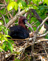 Glossy Ibis Nest_2158