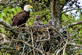 Eagle and Chicks_2485