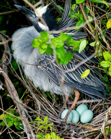 Yellow Crowned Eggs_1855