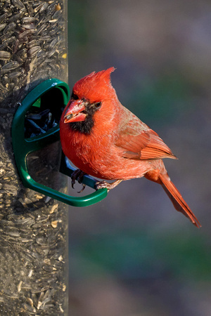 Cardinal Male_0406