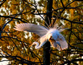 Egrets Display Sunset_6377