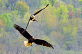 Eagles Two Fish_5028