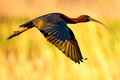 Glossy Ibis Fly_7924