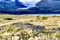 Athabasca Glacier_0496
