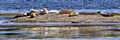 Harbor Seals_2667