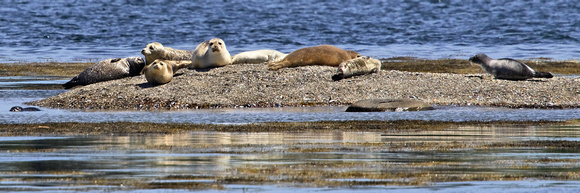 Harbor Seals_2667